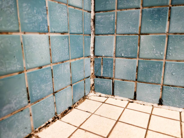 Trusted Cedar Hills, OR Mold Removal Experts