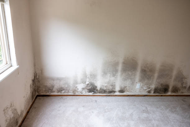 Reliable Cedar Hills, OR Mold Removal Solutions